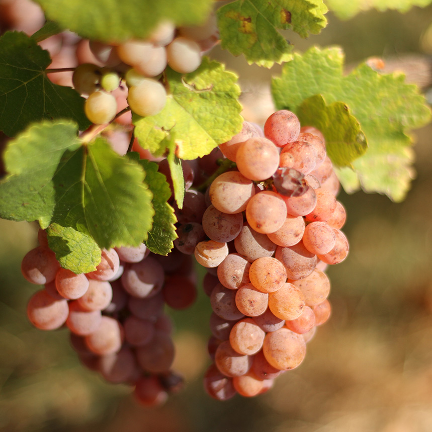 Le Chasselas du Léman – Article des Adresse du Voyageur par Pierre-Brice LEBRUN